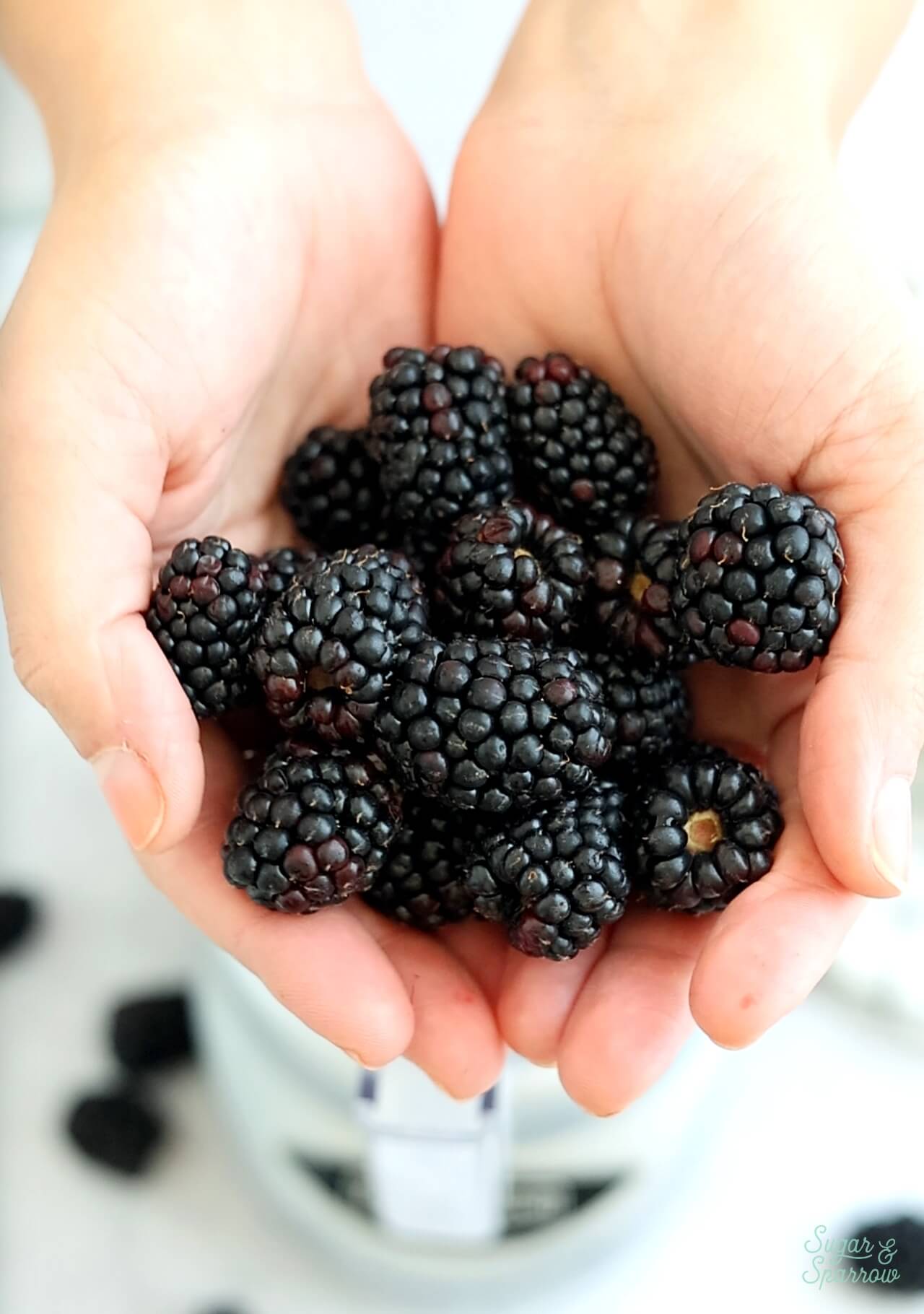 fresh blackberries in hands